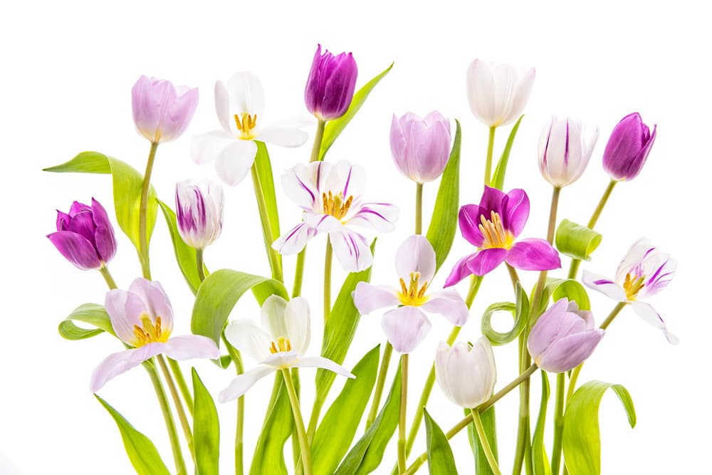 Vibrant Spring Tulips by Jacky Parker — canvas wall art