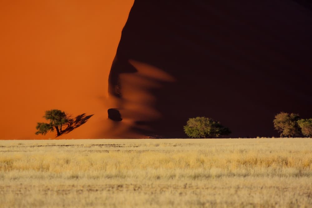 Orange Dune Tree Shadow by ManginiPhotography — canvas wall art