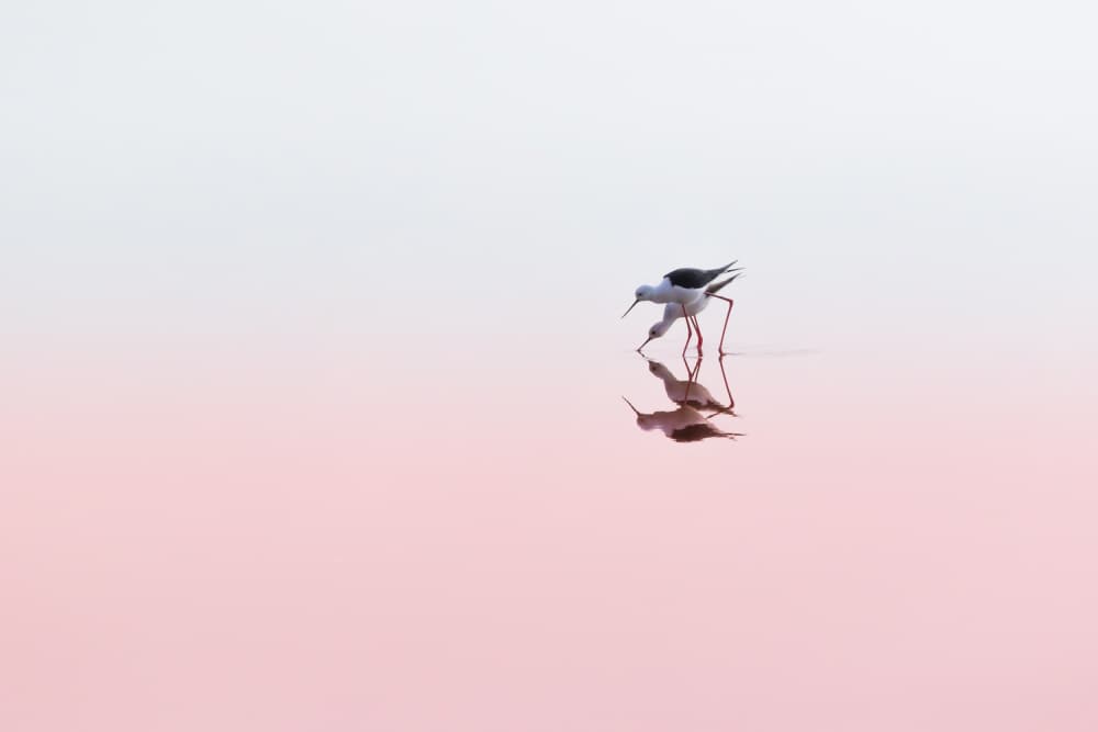 Pink Water Bird Reflection by Natalia Rublina — canvas wall art
