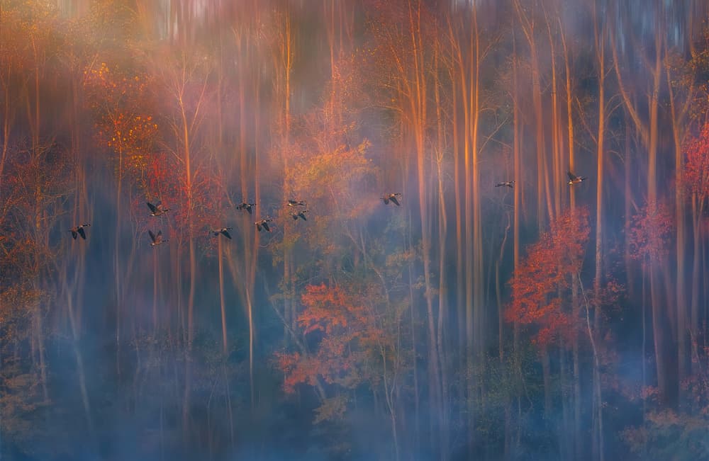 Misty Woodland Flight by Ruiqing P. — canvas wall art