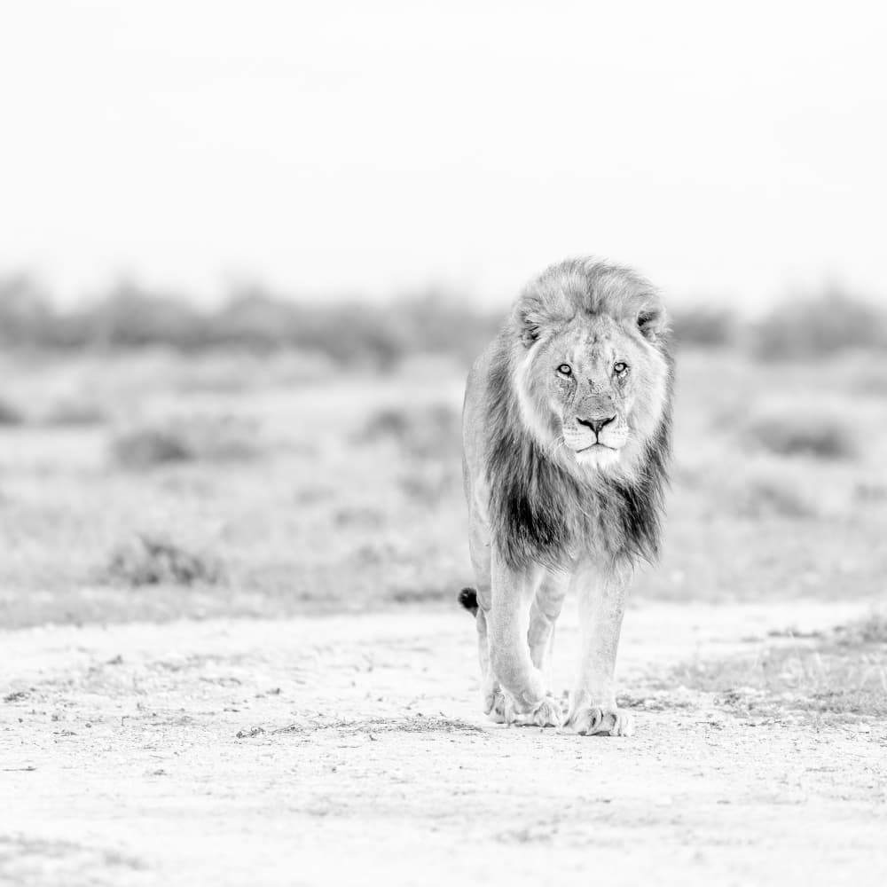 Powerful Lion Approaching by Peter Schoeman — canvas wall art