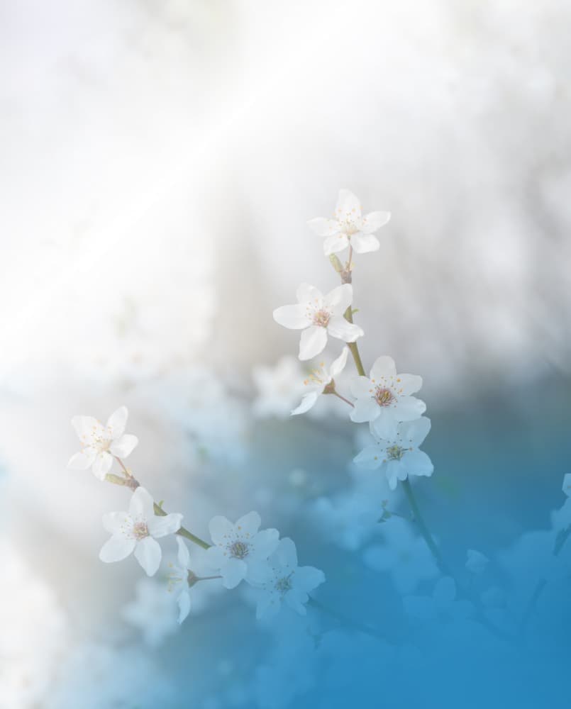 White Spring Blossoms by Juliana Nan — canvas wall art