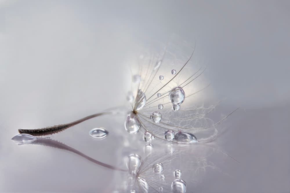 Delicate Dandelion Reflection by Rina Barbieri — canvas wall art
