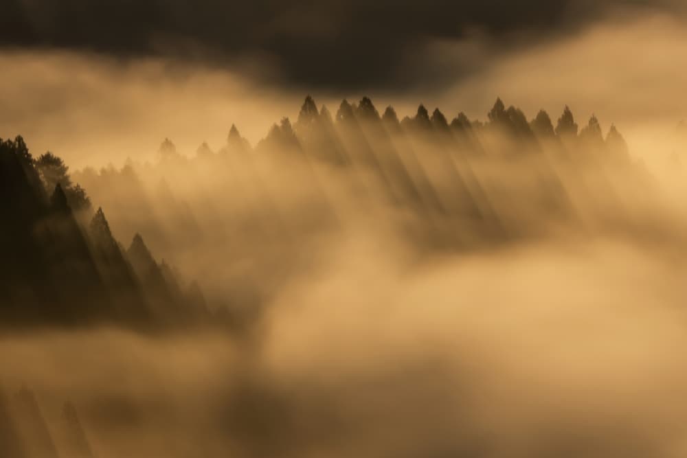 Golden Morning Fog by Takafumi Yamashita — canvas wall art