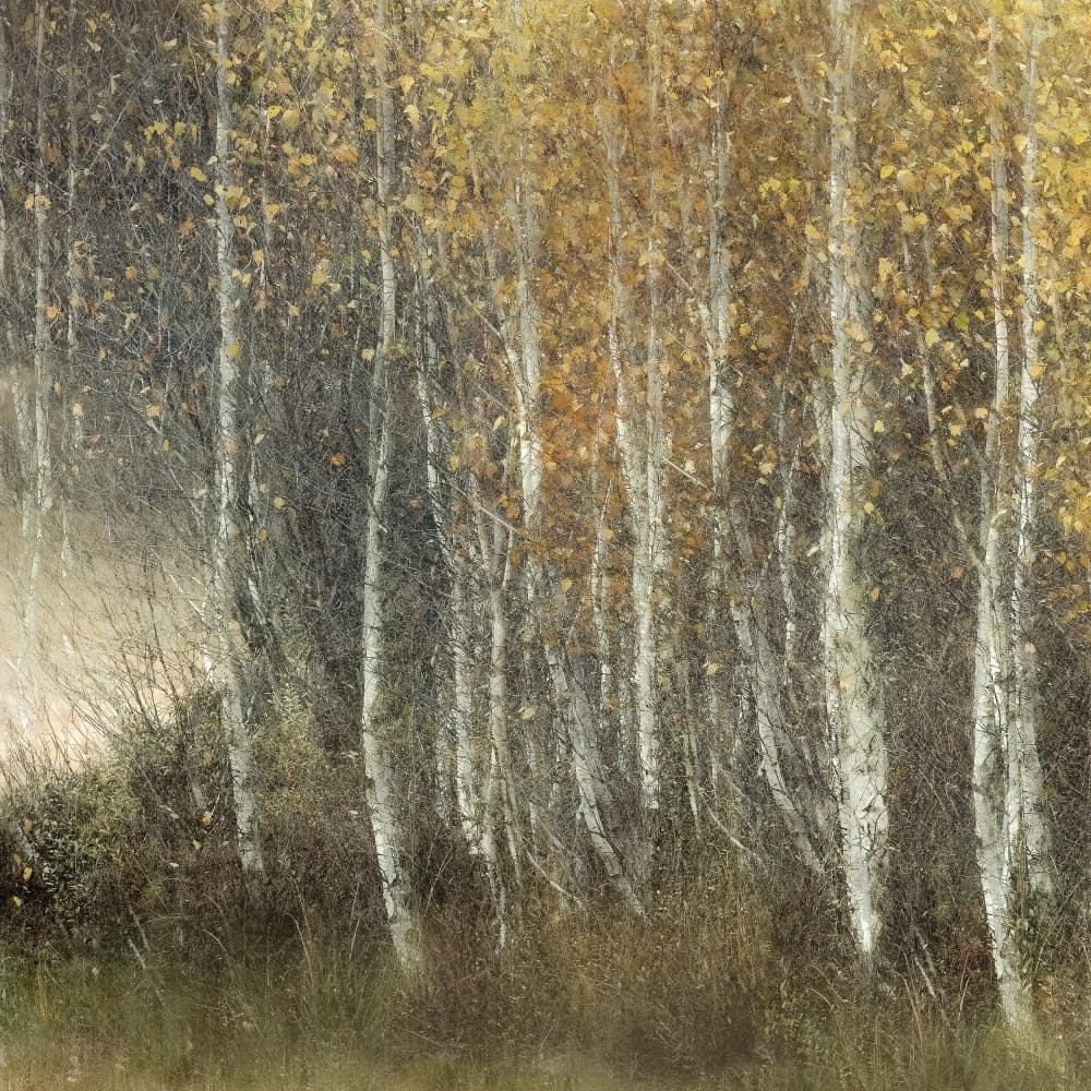 Many leaves fall by Nel Talen — canvas wall art