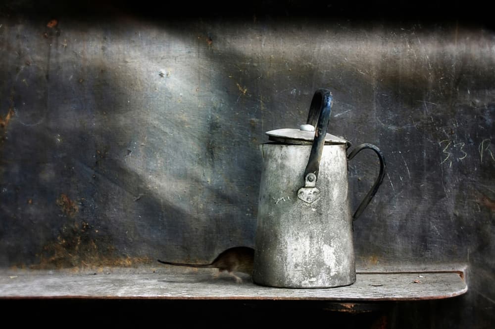 Rustic Pot Mouse by Holger Droste — canvas wall art