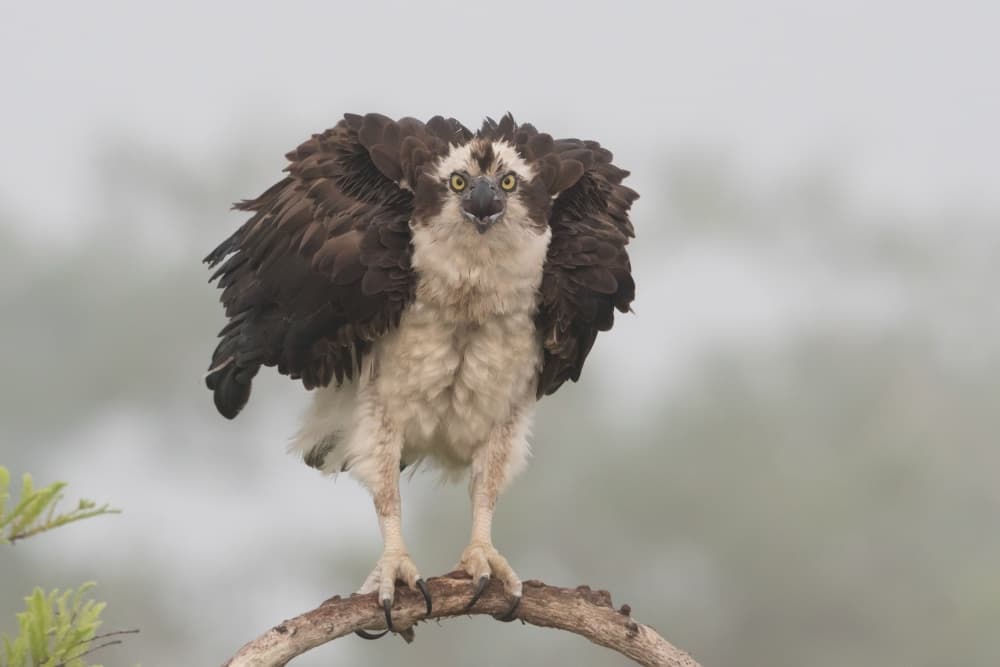 Intense Osprey Stare by Alfred Forns — canvas wall art