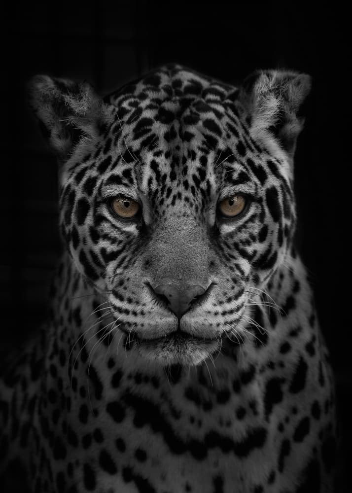 Jaguar's Golden Gaze by Kaisyakuji Yushi — canvas wall art