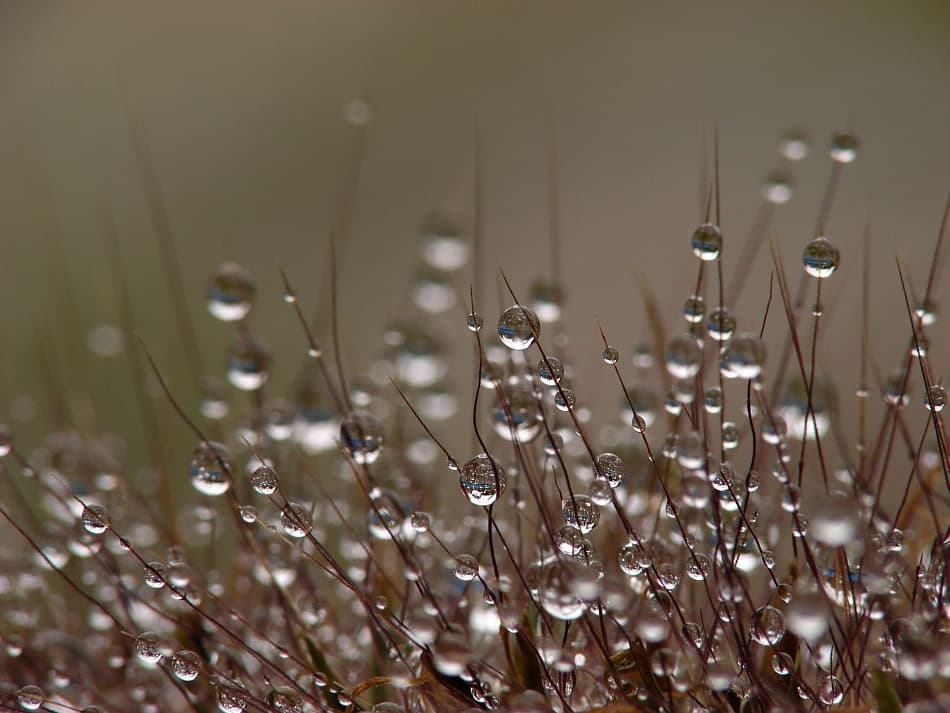 Morning Dew Drops by Jo Beerens — canvas wall art