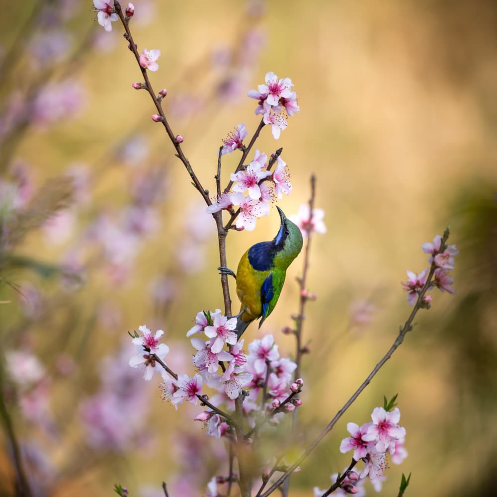 Bird Among Blossoms by Jianfeng Wang — canvas wall art