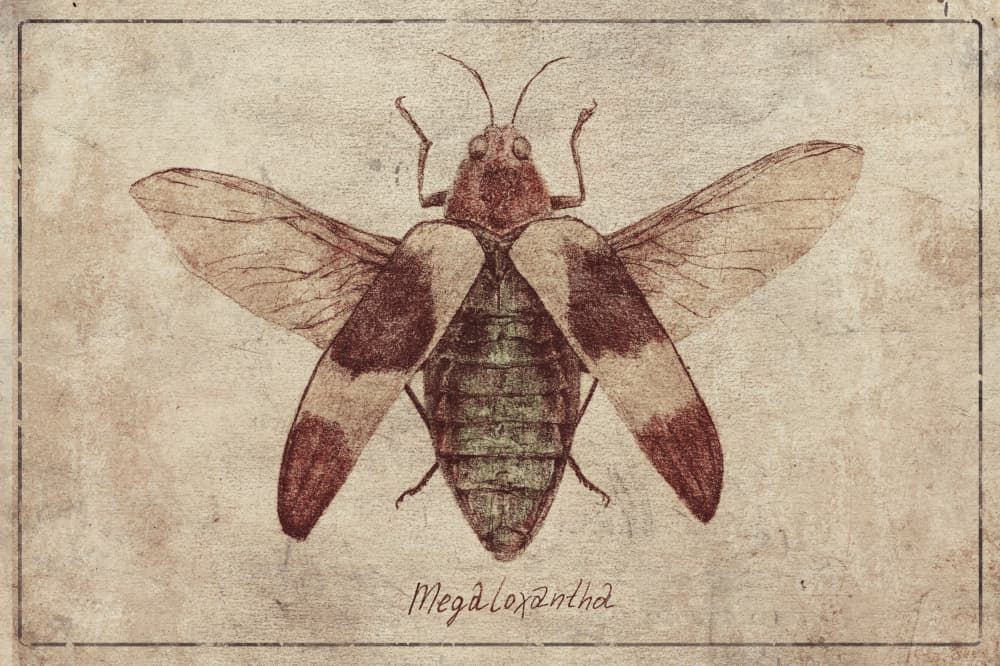 Vintage Insect Illustration by Mike Koubou — canvas wall art