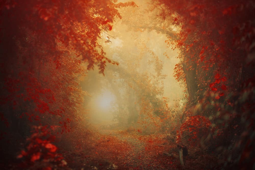 Golden Autumn Pathway by Ildiko Neer — canvas wall art