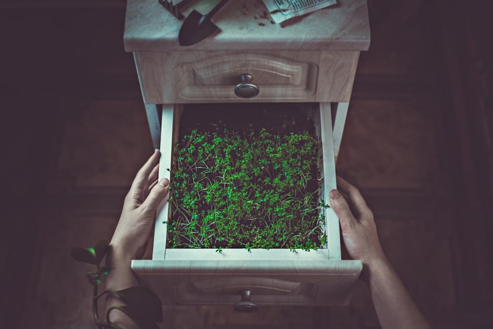 Hidden Drawer Garden by Dina Belenko — canvas wall art