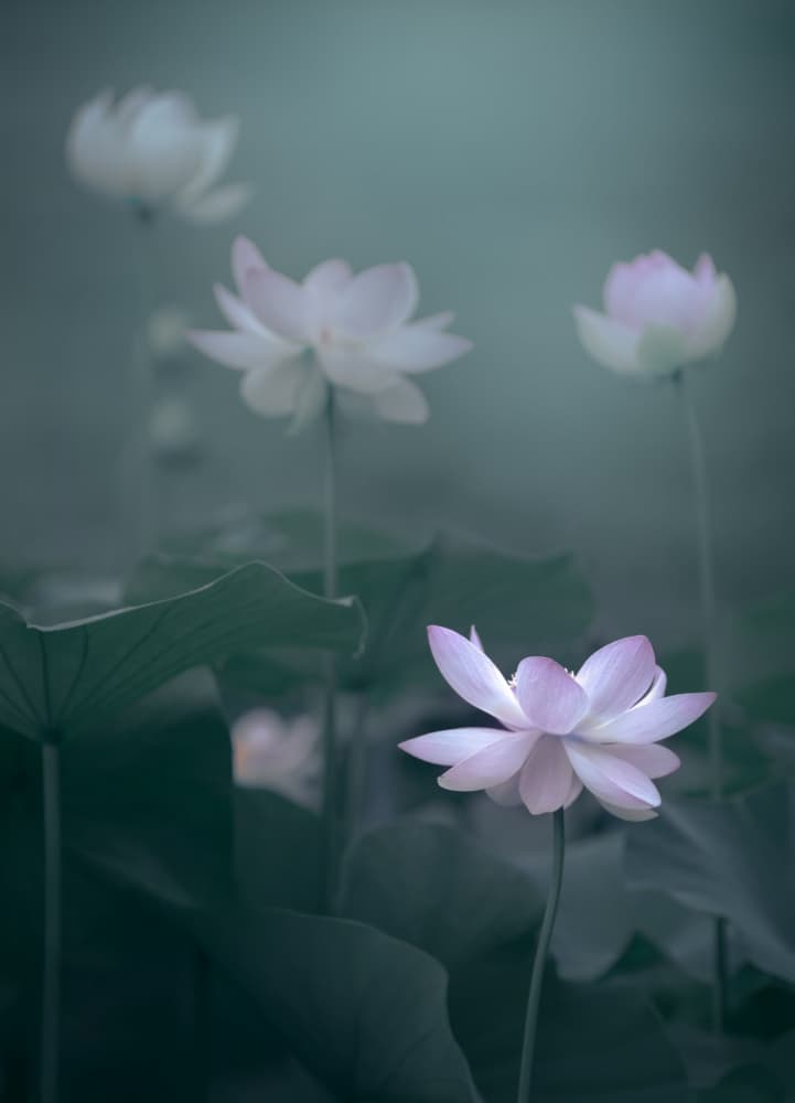 Dreamy Pink Lotus by Catherine Wang — canvas wall art