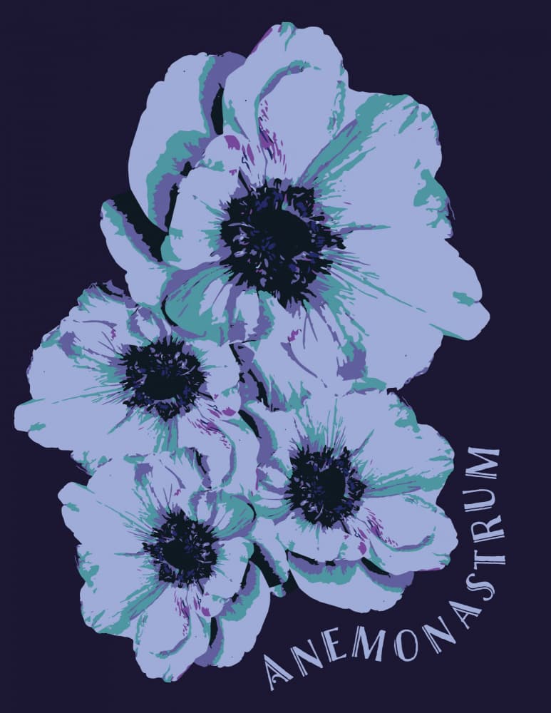 Purple Anemone Blooms by Michele Frechette — canvas wall art