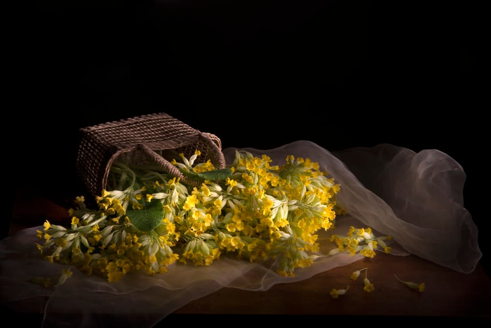 Delicate Primrose Spill by Silvija Danelsone — canvas wall art