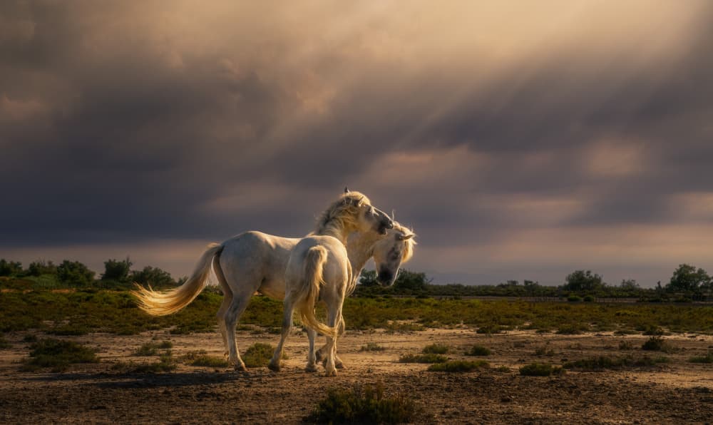 White Horses Golden Light by joanaduenas — canvas wall art