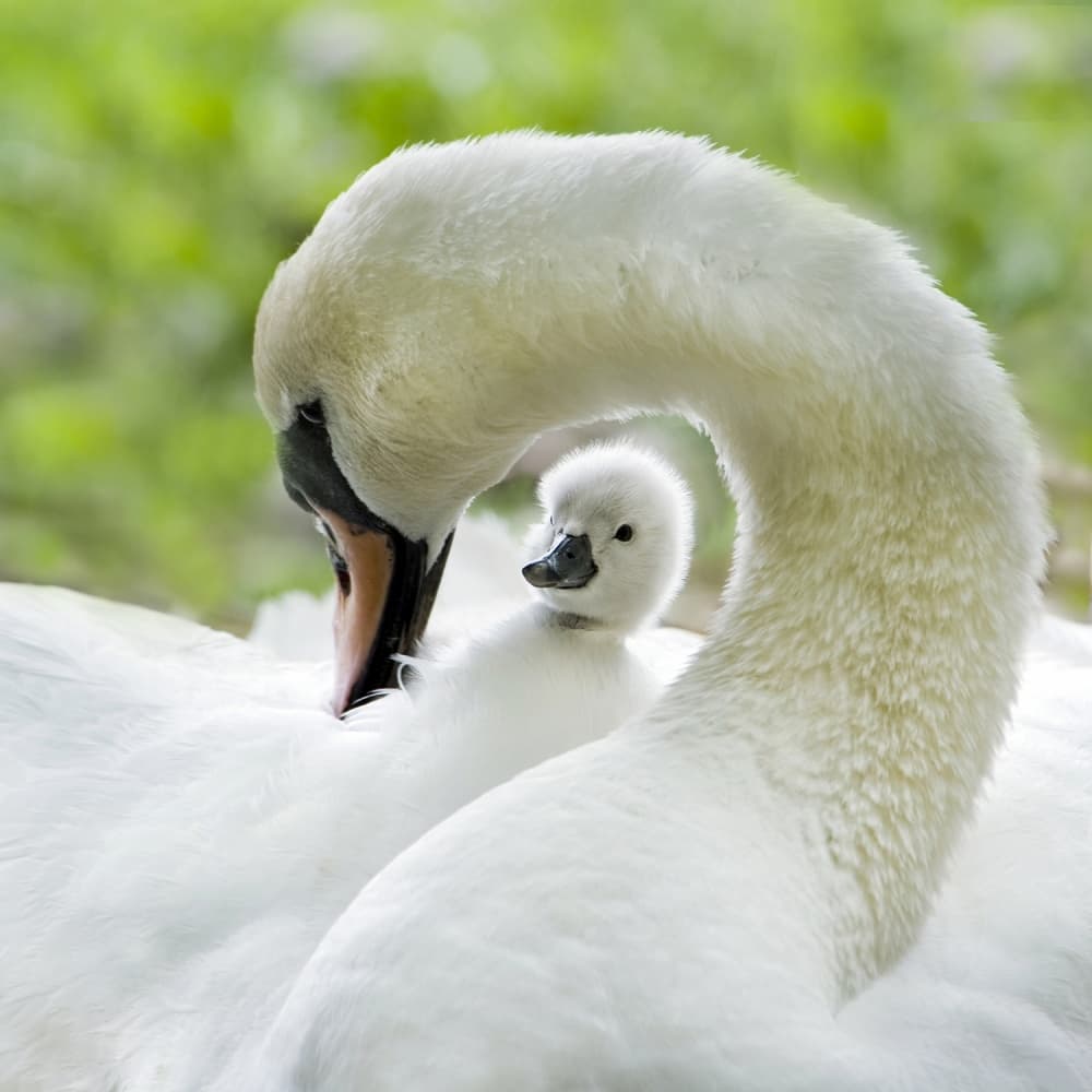 Gentle Swan and Cygnet by Jacky Parker — canvas wall art