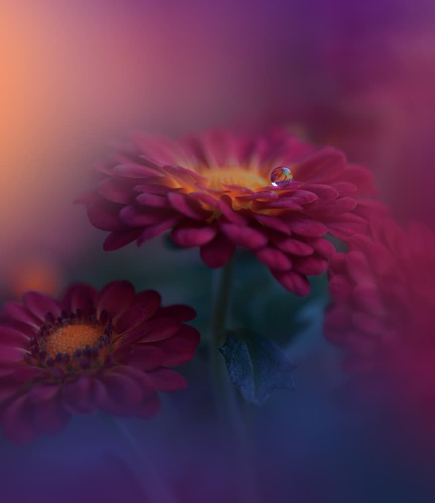 Dreamy Flower Droplet by Juliana Nan — canvas wall art