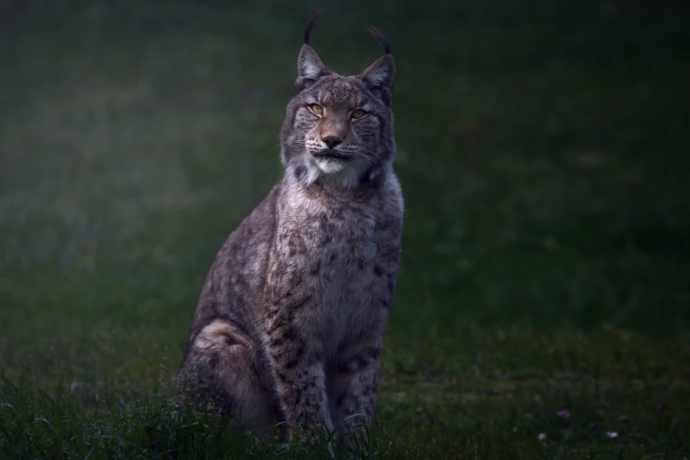 Watchful Wild Lynx by Sergio Saavedra Ruiz — canvas wall art