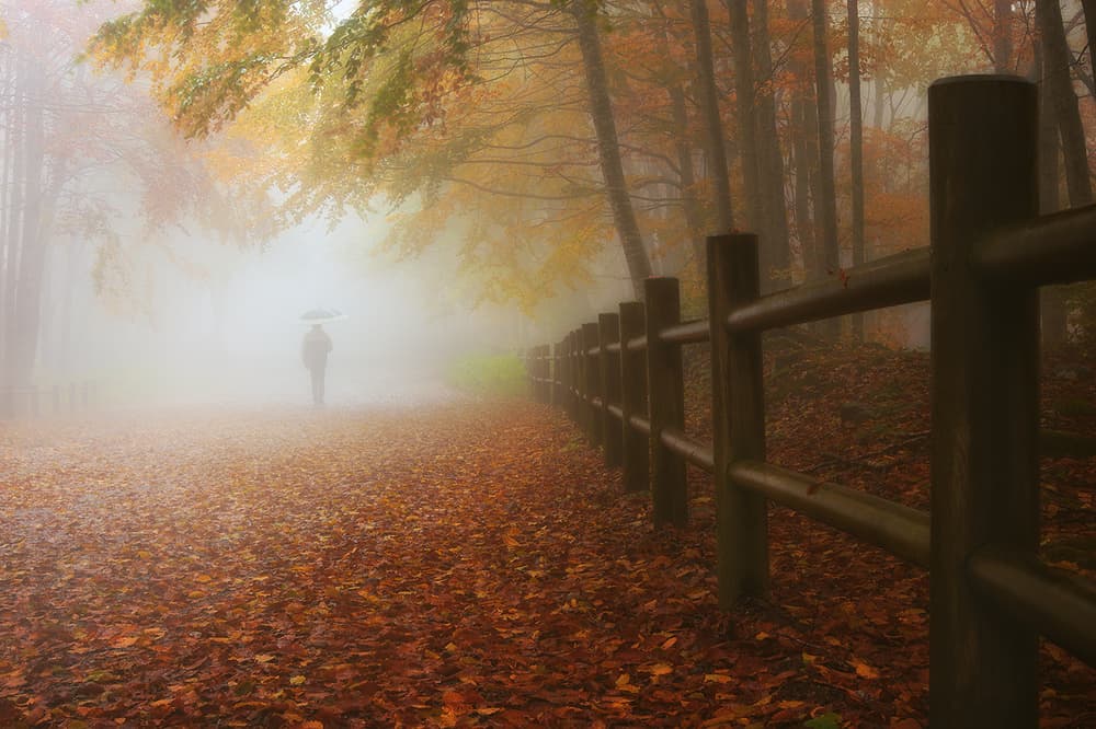 Foggy Autumn Path by Paolo Lazzarotti — canvas wall art