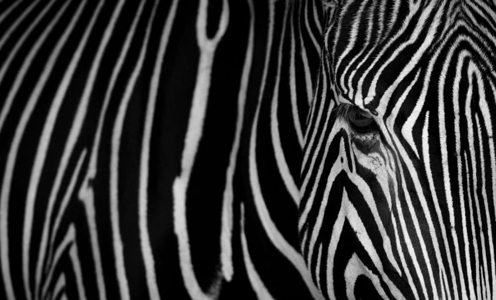 Zebra Eye Pattern by Sergio Saavedra Ruiz — canvas wall art