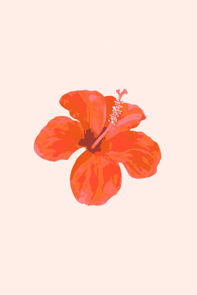 Red Hibiscus Bloom by Karen Menzenbach — canvas wall art