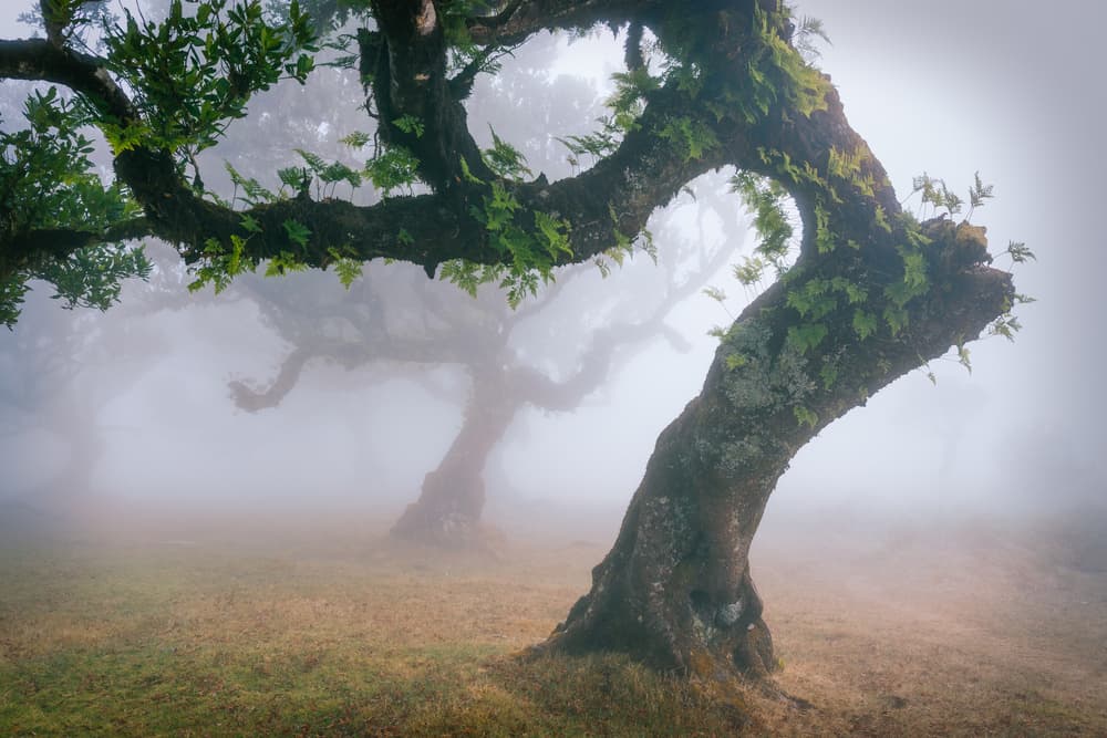 Ancient Trees In Mist by Adrian Popan — canvas wall art