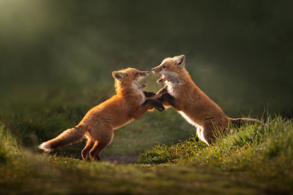 Playful Fox Kits by Rob Li — canvas wall art