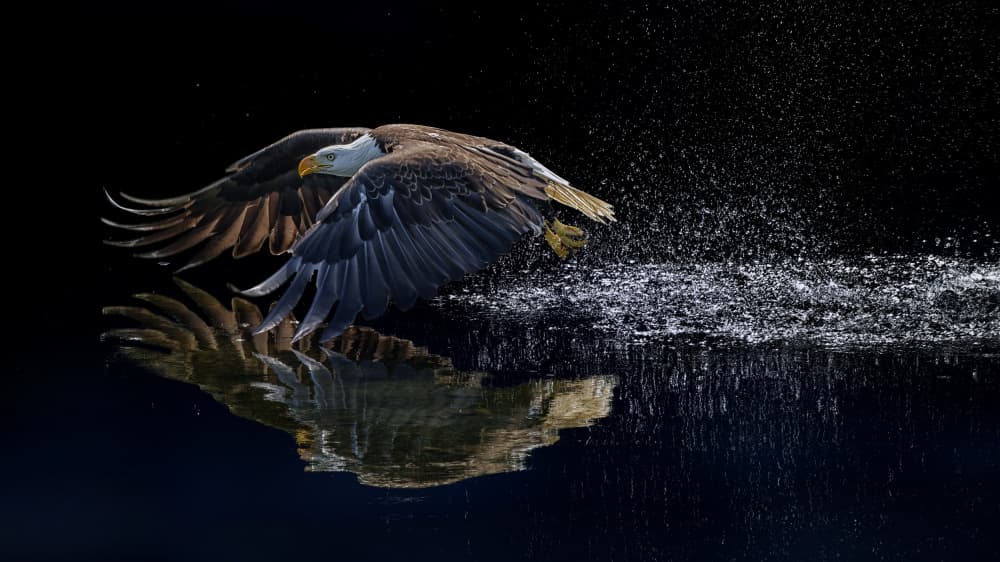 Majestic Eagle Water Splash by Qing Zhao — canvas wall art
