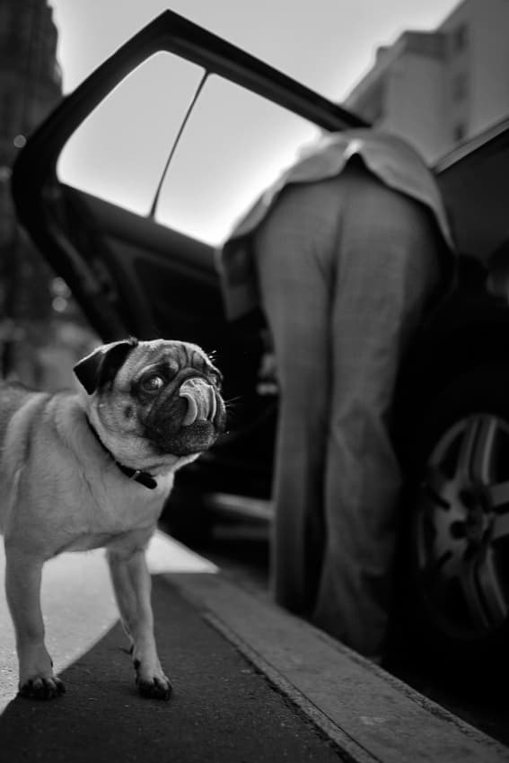 Pug's Funny Moment by Christophe Debon — canvas wall art