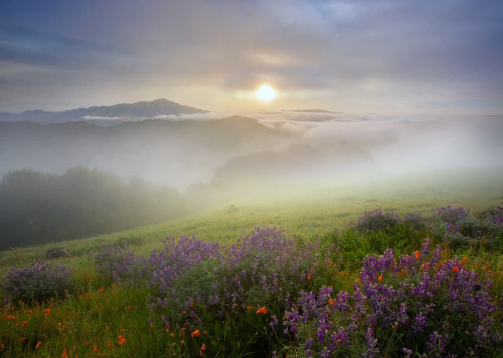 Wildflower Meadow Sunrise by Dianne Mao — canvas wall art