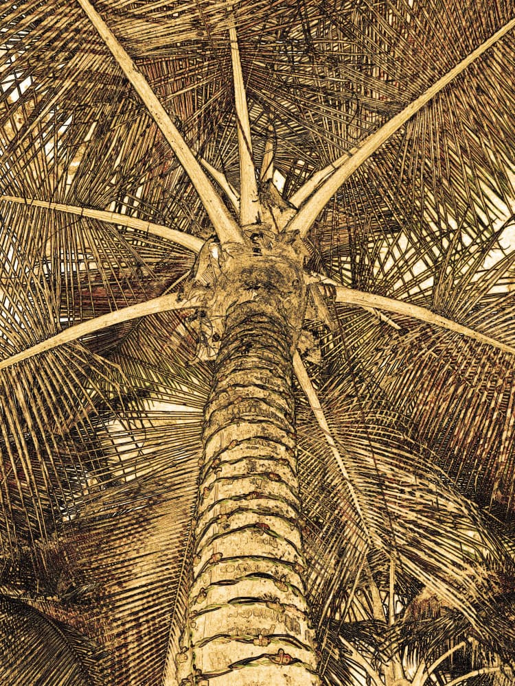 Tropical Palm Upward by Santhosh ch — canvas wall art