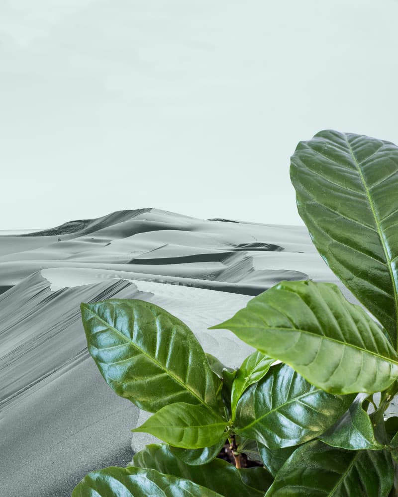 Vibrant Plant Desert by Bronwyn Baker — canvas wall art