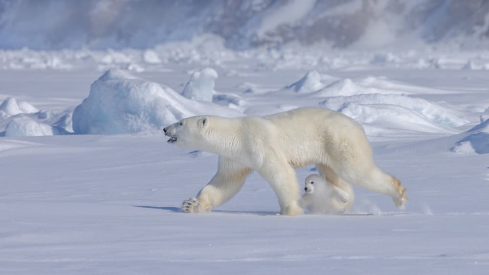 Arctic Bear Cub by Hong Chen — canvas wall art