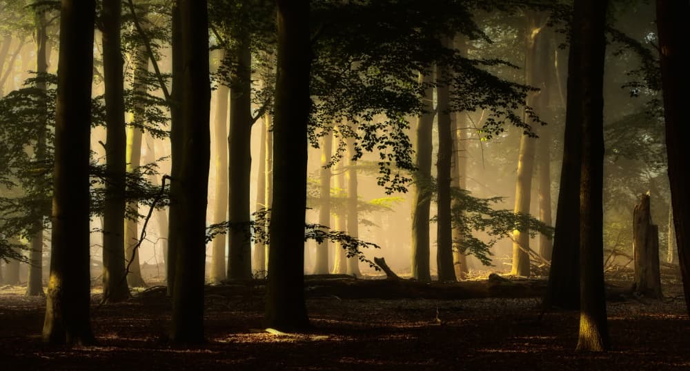 Golden Forest Light by Hilda van der Lee — canvas wall art