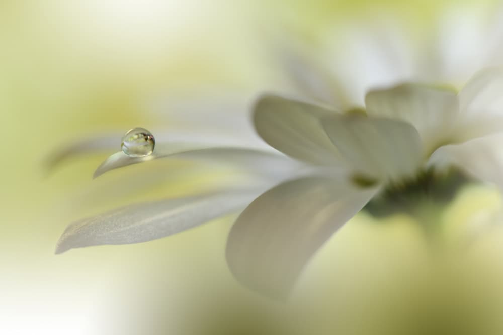 Delicate Dewdrop Flower by Juliana Nan — canvas wall art