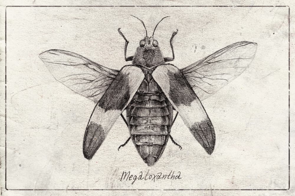 Intricate Insect Sketch by Mike Koubou — canvas wall art