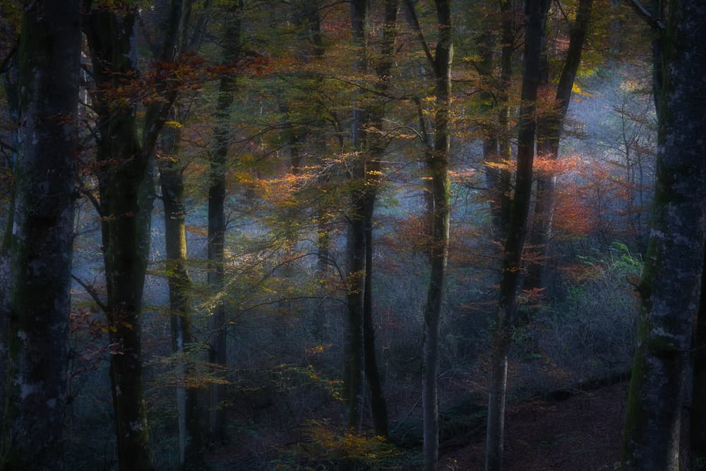 Autumn Forest Glow by Roberto Marchegiani — canvas wall art