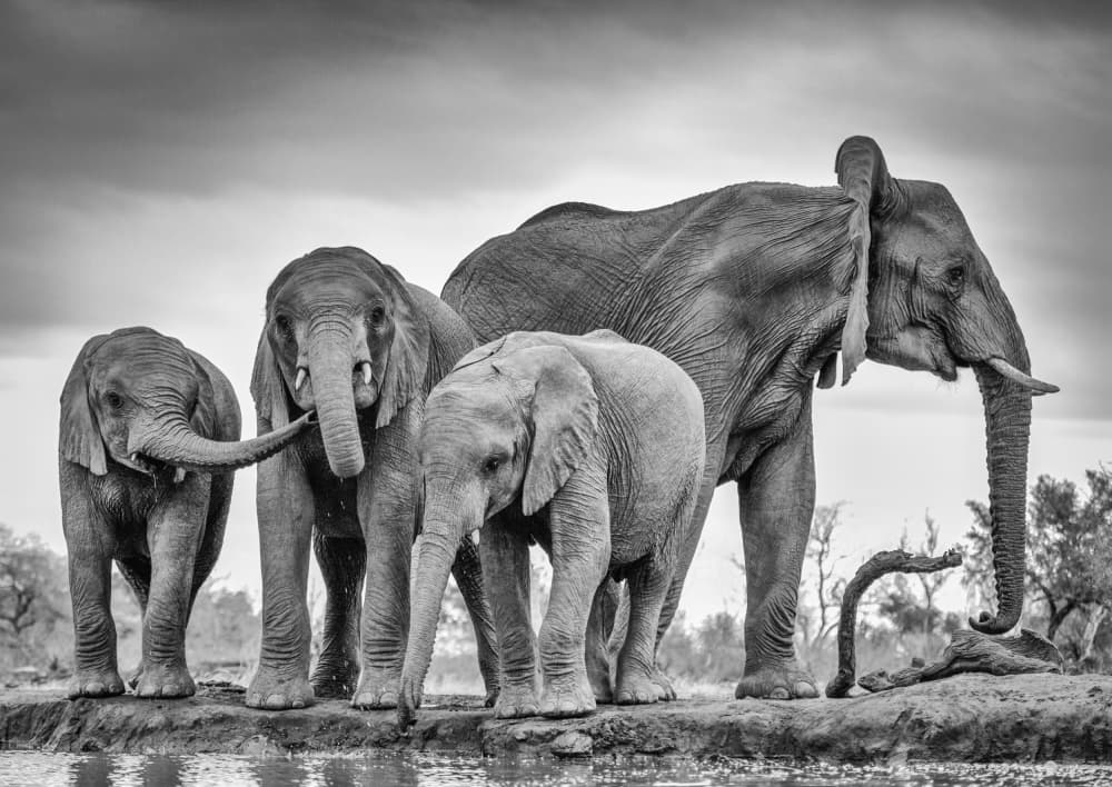 African Elephants At Waterhole by Jaco Marx — canvas wall art