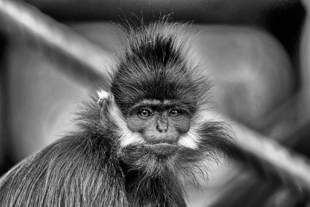 Intense Monkey Portrait by Dimitar Genchev — canvas wall art