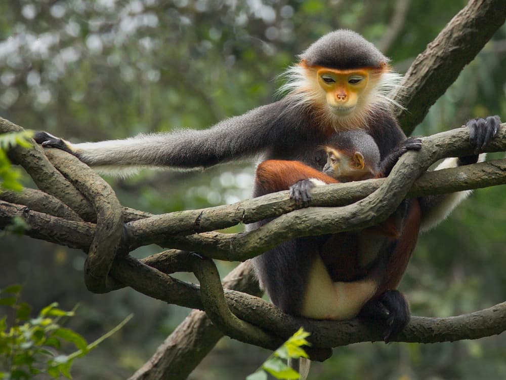 Jungle Monkey Mother And Baby by Angela Muliani Hartojo — canvas wall art