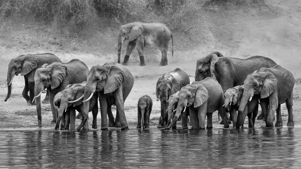 African Elephant Herd by Jun Zuo — canvas wall art