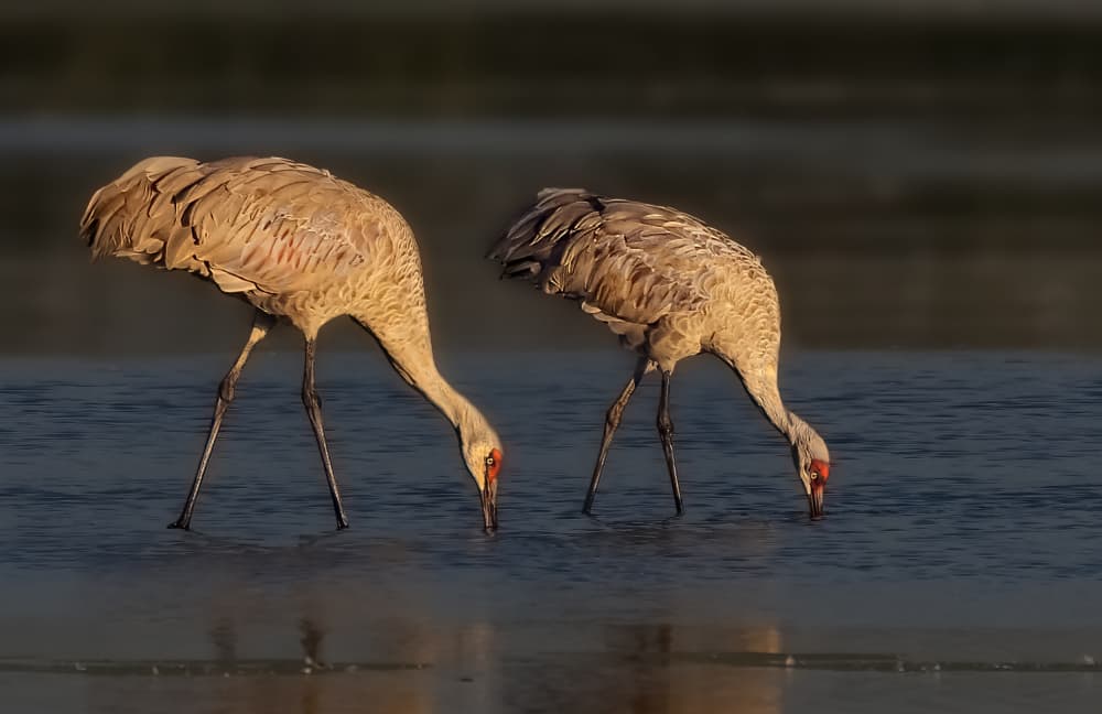 Peaceful Cranes Feeding by Jenny Qiu — canvas wall art