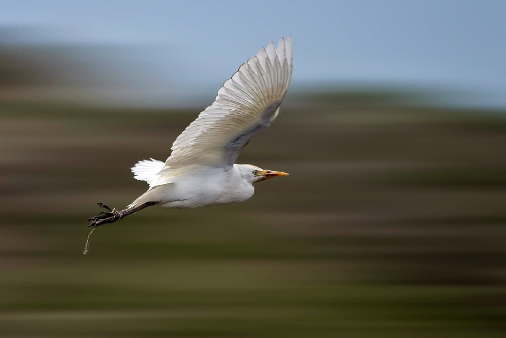 Egret In Flight by Abdelkader Allam — canvas wall art