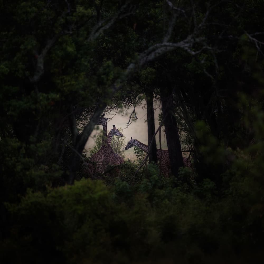 Hidden Forest Giraffes by Roberto Marchegiani — canvas wall art