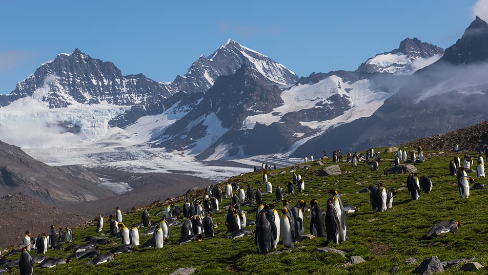 King Penguins And Mountains by Annie Poreider — canvas wall art