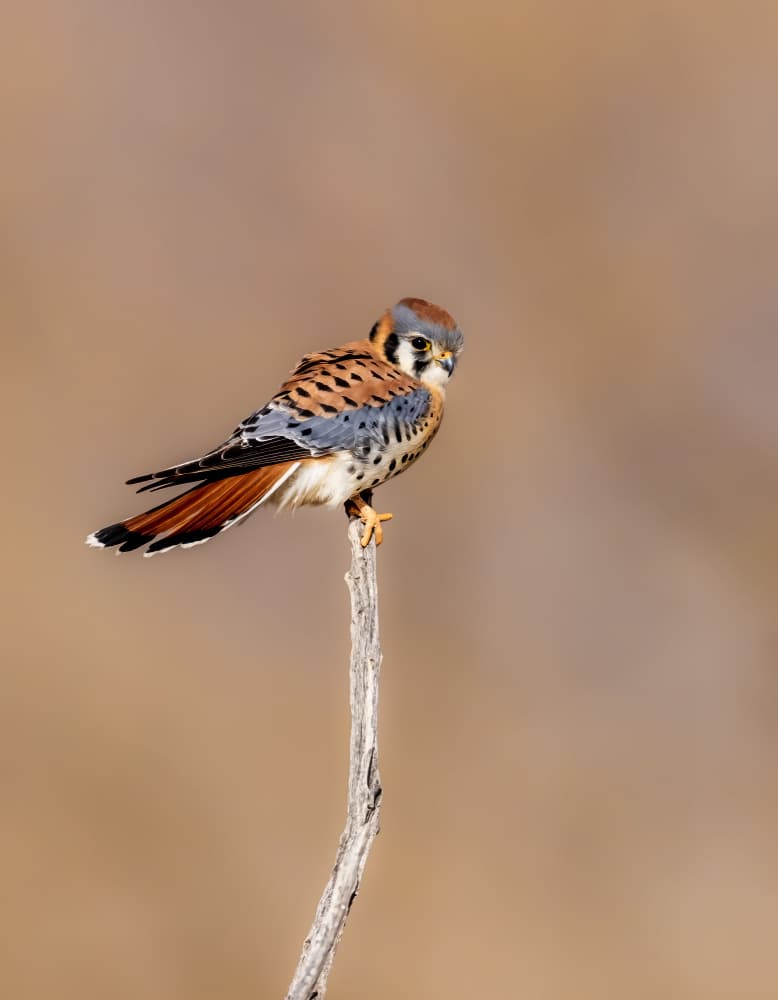 Alert Kestrel Perched by Songhu Yan — canvas wall art