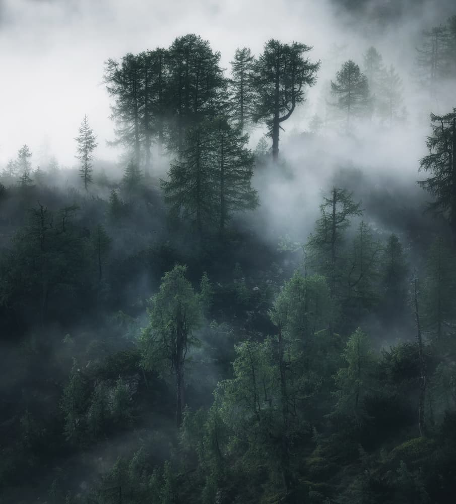 Mysterious Forest Mist by Ales Krivec — canvas wall art