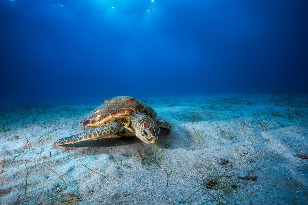 Sea Turtle on Sand by Barathieu Gabriel — canvas wall art